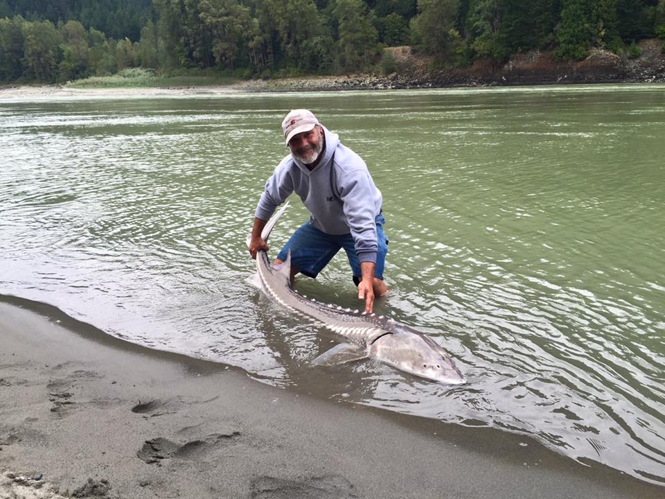 sturgeon-fishing-guide-bc