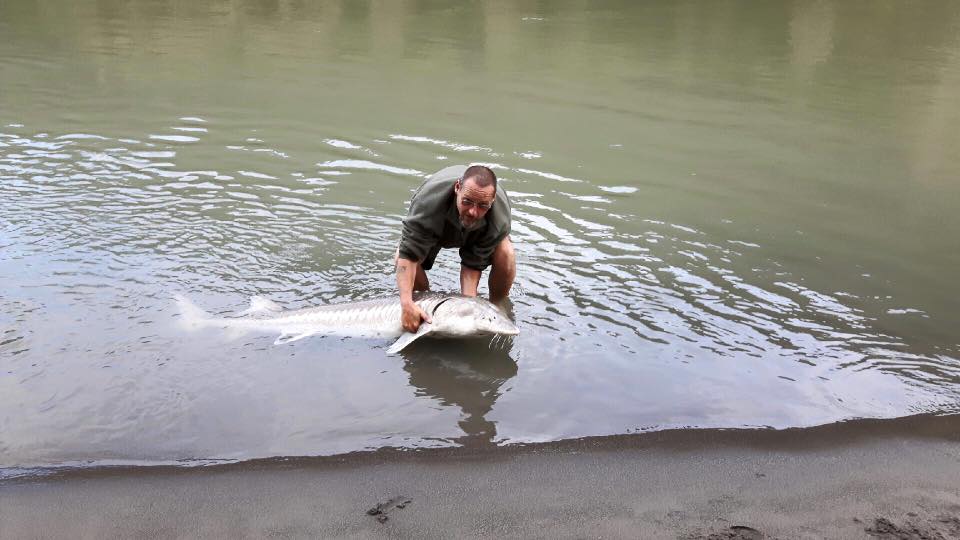 sturgeon-fishing-charter-fraser-river (2)